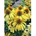 Ехинацея ( Echinacea purpurea Mellow Yellow ) Ехинацея ( Echinacea purpurea Mellow Yellow )